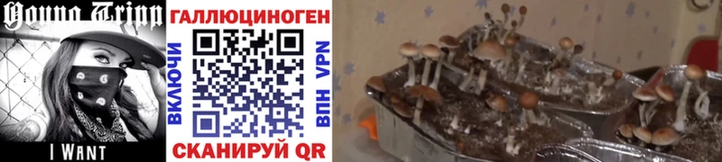 купить   KRAKEN вход  Псилоцибиновые грибы мицелий  Новосиль 